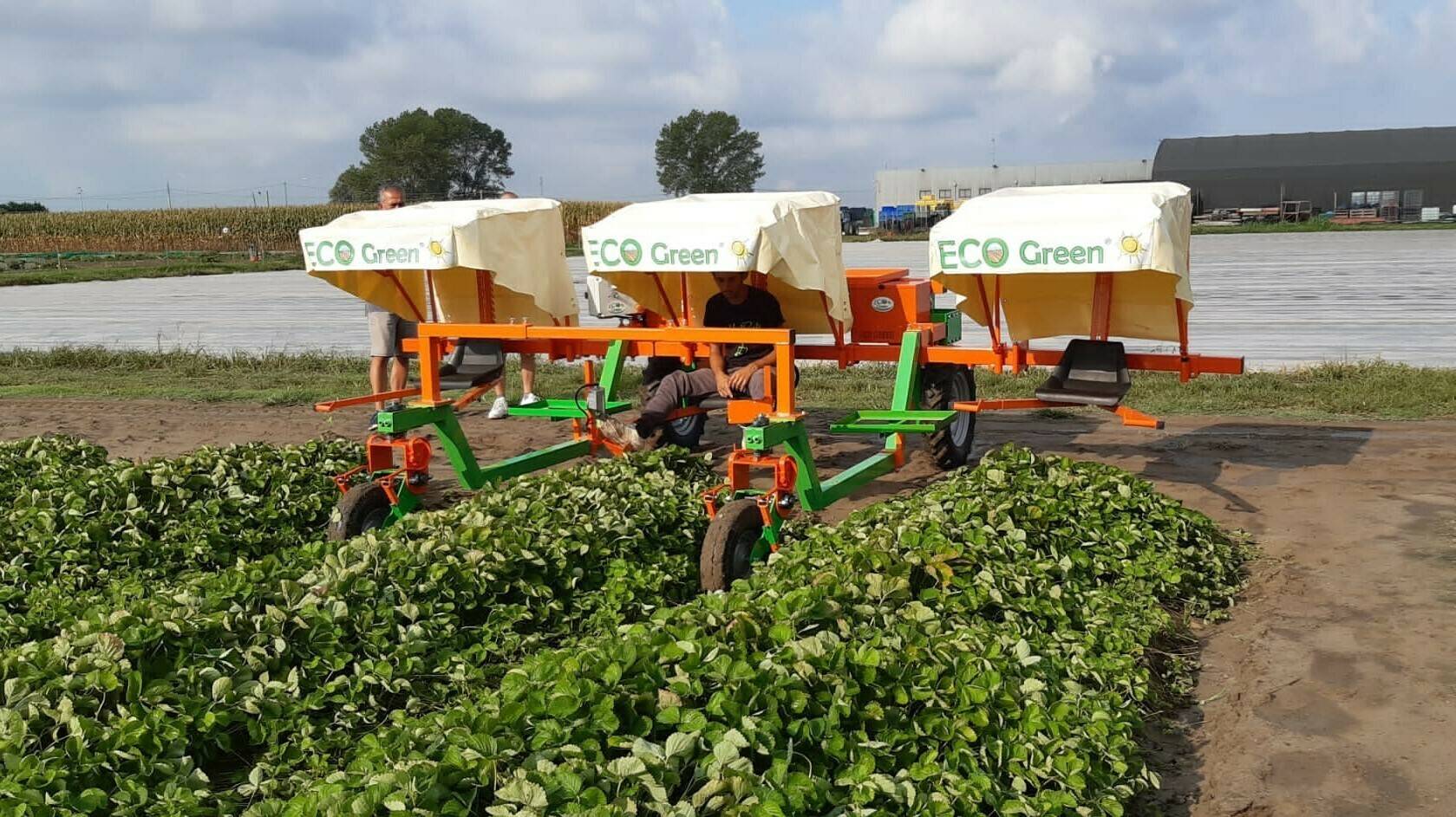 ecogreen-frutos-rojos|ecogreen-star-frutos-rojos|ecogreen-jet-frutos-rojos|ecogreen-berry-frutos-rojos